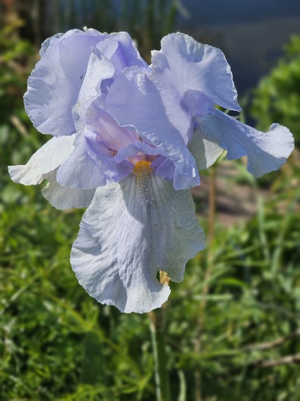 Iris 3,2